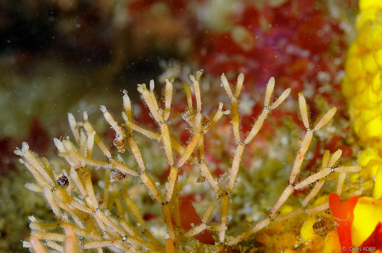 Cellaria sp Salicornaire-Belle ile Basse Badec-6m-20160702-Denis-ADER-DSC_8568_tn.jpg